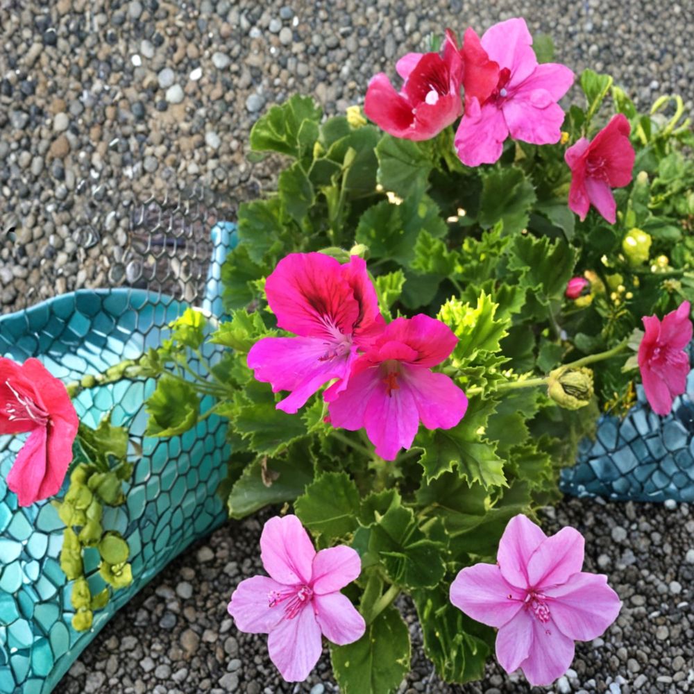 Martha Washington Geranium Cuttings – 6 Fresh Pelargonium Cuttings for Rooting Starter Plants