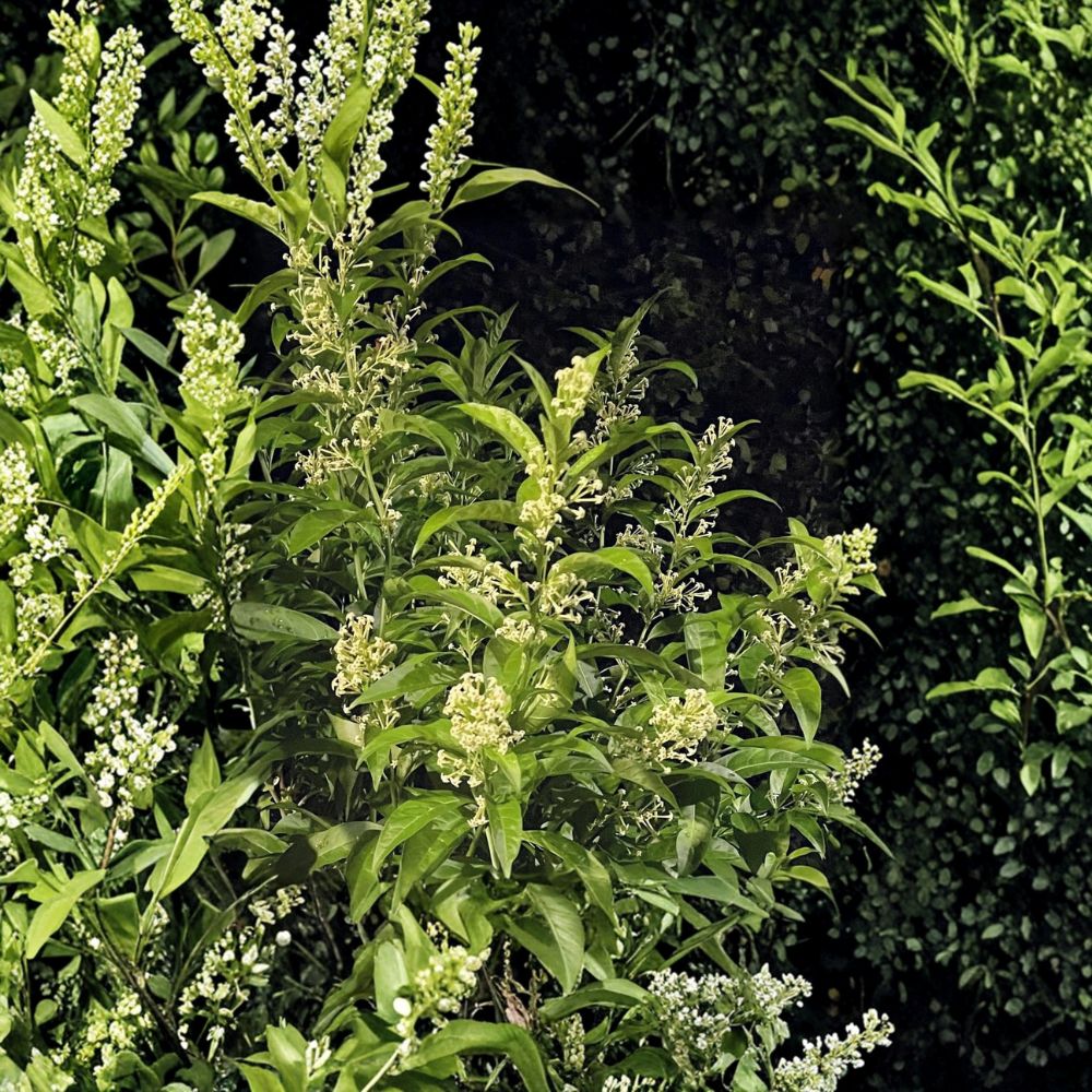 Night Blooming Jasmine Plant Set of 2 – Fragrant Cestrum nocturnum Shrubs, 4–13 Inch Tall, Fully Rooted Indoor Outdoor Plants