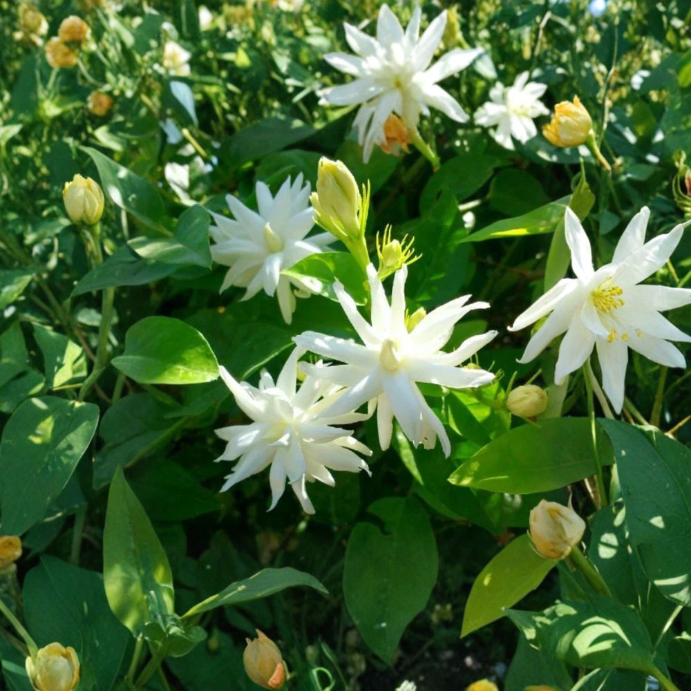 Belle of India Jasmine Plant – Jasminum sambac Double | Live Starter Plant in Pot | Fragrant Indoor Outdoor Tropical