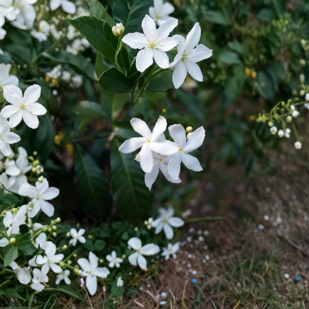 Jasminum trichotomum Seeds – Three Forked Jasmine | 5 Rare Fragrant Flowering Seeds