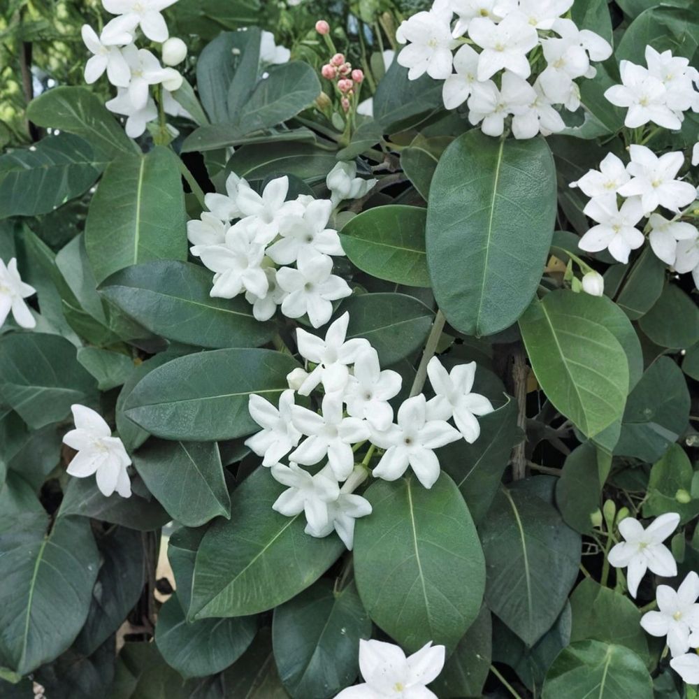 Madagascar Jasmine Plant – Stephanotis floribunda Live Starter with Fragrant White Blooms, Indoor & Patio Vine