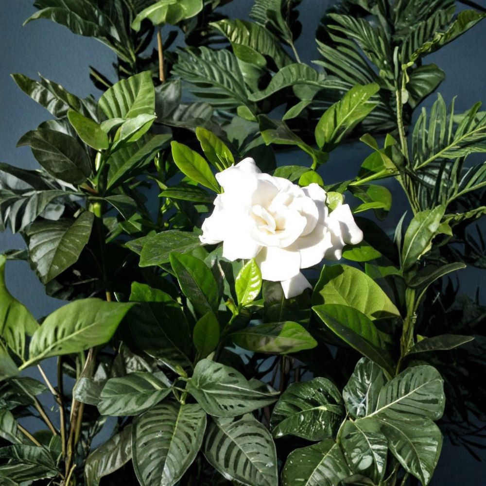Heirloom White Gardenia Plant – Gardenia jasminoides | 1 Ft Bare Root Fragrant Shrub