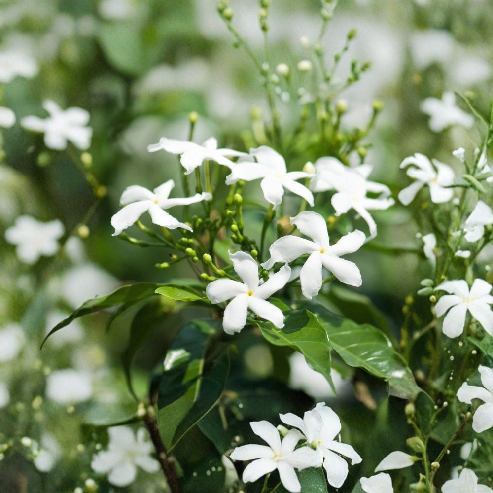 Star Jasmine Live Plant – Fragrant Confederate Jasmine Vine in 4 Inch Pot | Trachelospermum jasminoides