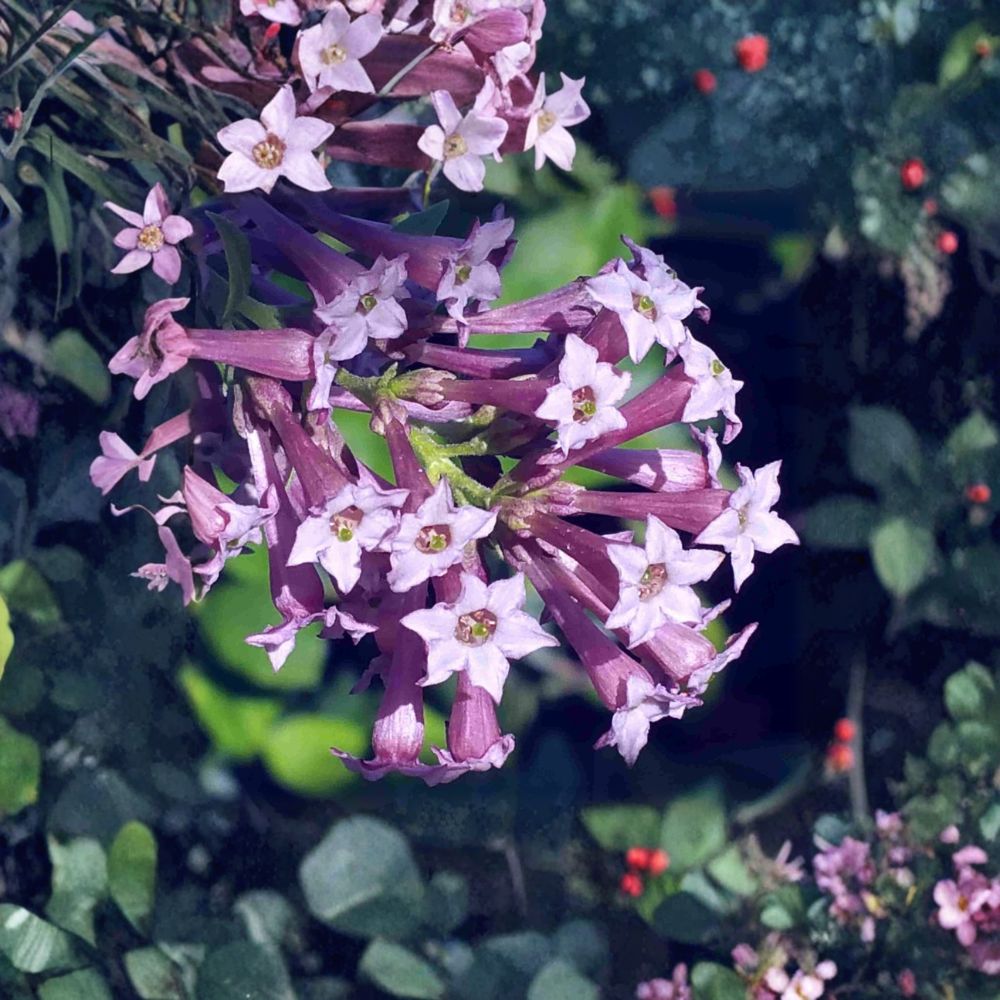 Purple Cestrum (Day Blooming Jasmine) Live Plant – Fast Growing Tropical Shrub with Lilac Purple Flowers