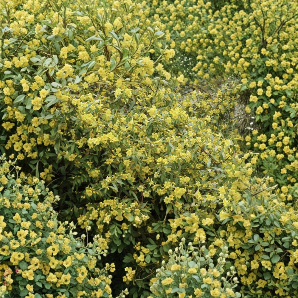Carolina Jessamine Live Plants – 25 Gelsemium sempervirens in 3.25" Pots | Fragrant Yellow Flowering Vine