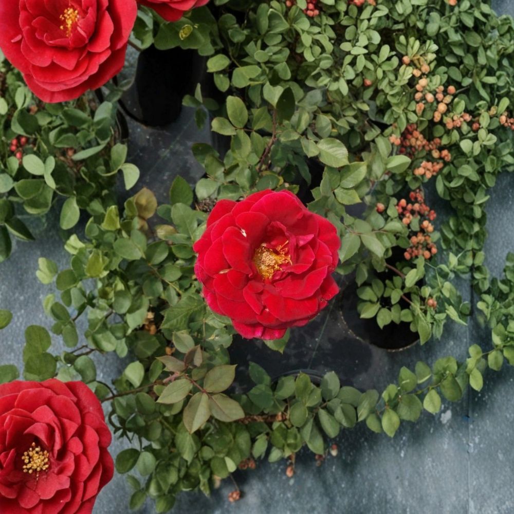 Mr. Lincoln Rose – 2 Gallon Rosa Hybrid Tea Live Plant with Deep Red Fragrant Blooms