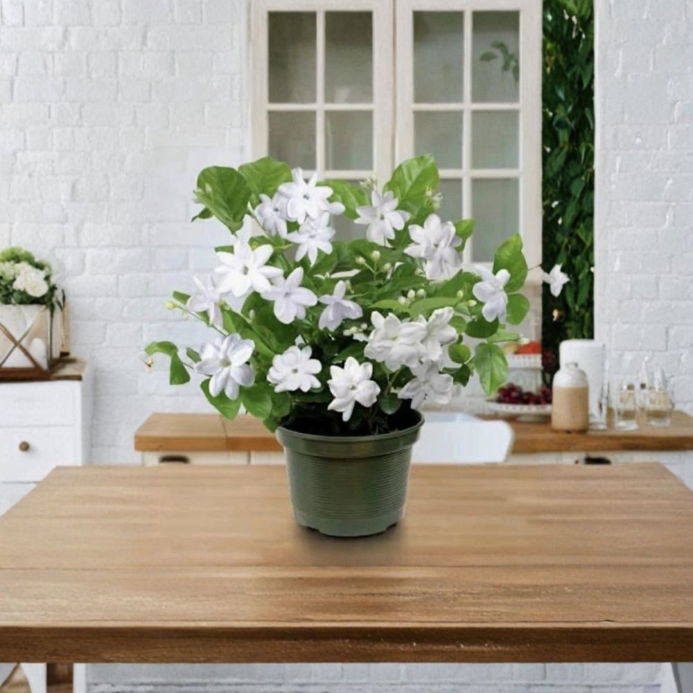 Arabian Jasmine Plant Jasminum sambac Live Starter with Fragrant White Blooms Indoor & Outdoor