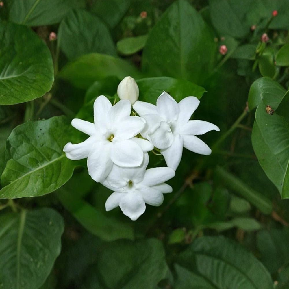 Maid of Orleans Jasmine Live Plant – Fragrant Jasminum sambac Starter for Indoor & Patio