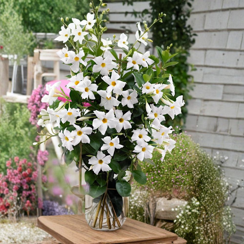 White Mandevilla Plants – Dipladenia Vine | 2 Live 4–6" Tall Tropical Climbers