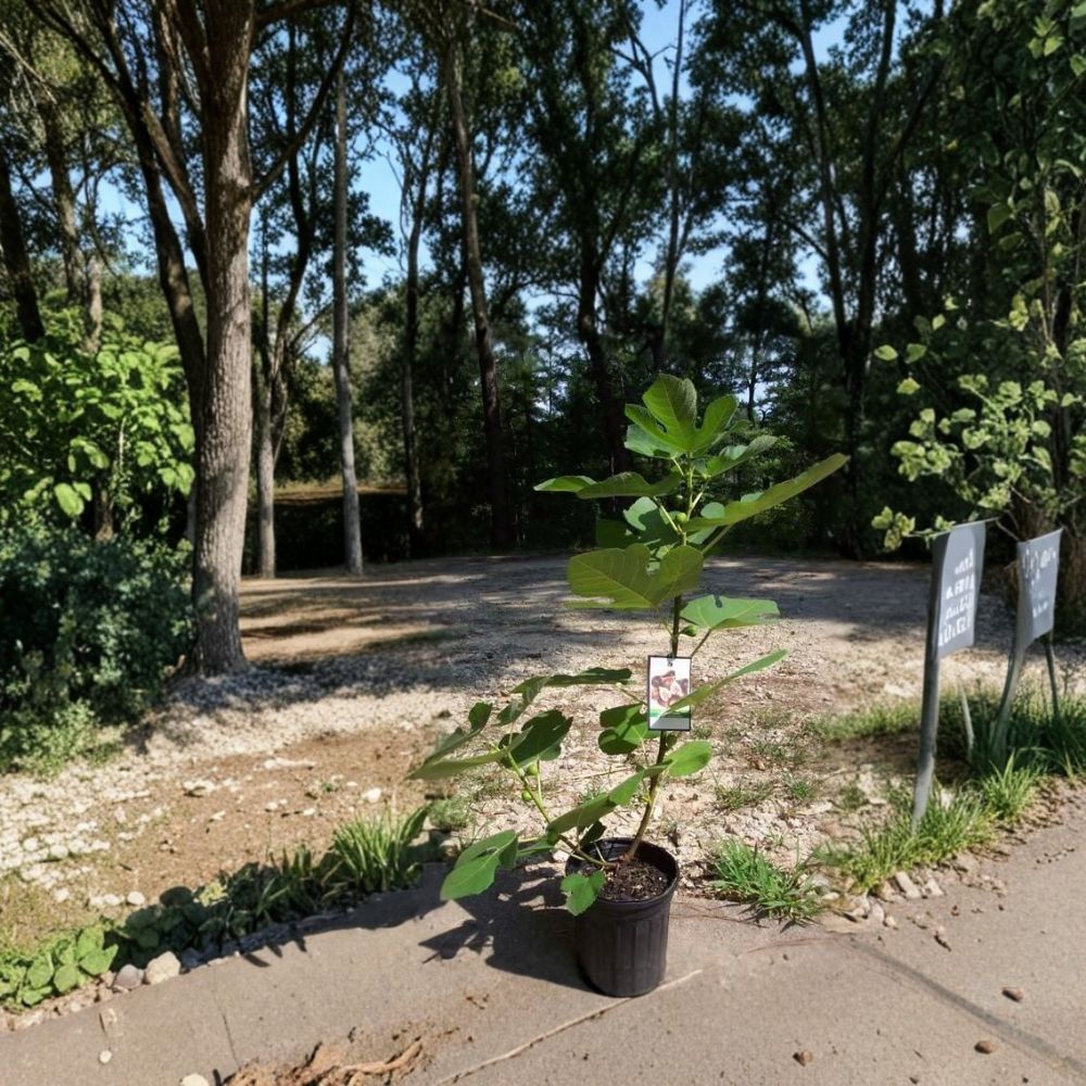 Texas Everbearing Fig Tree - Ficus carica Live Fruit Tree | 1 Gallon Size