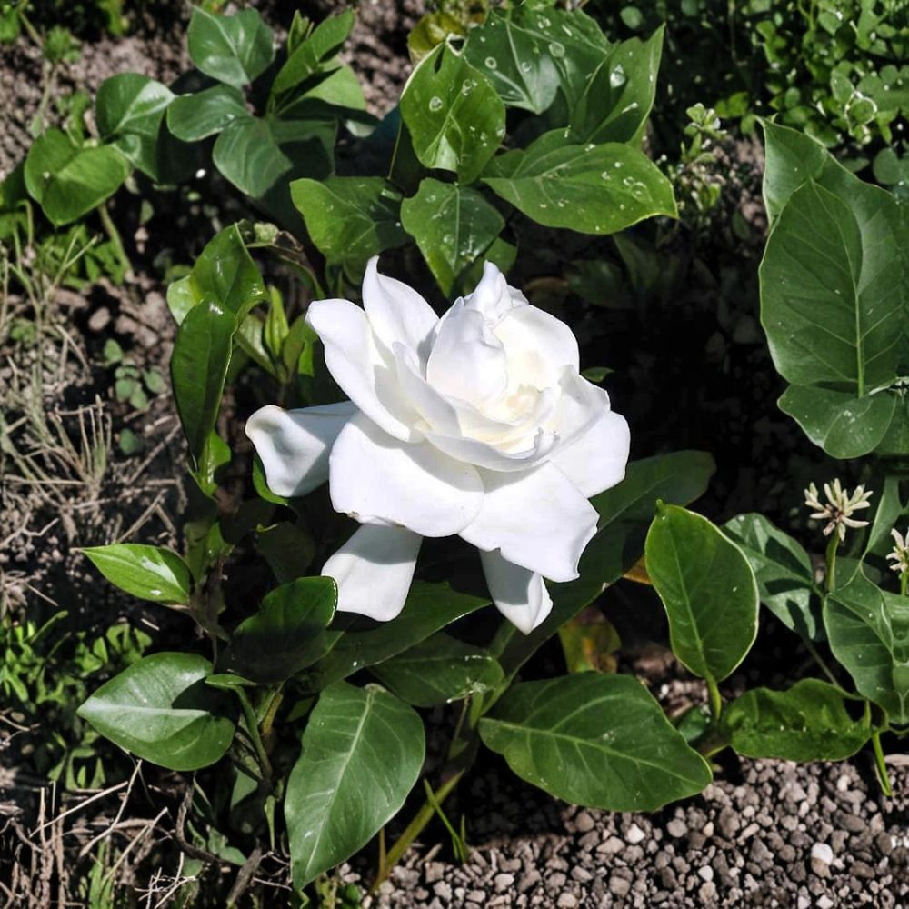 Gardenia Live Plants - 2 Heirloom Cape Jasmine Shrubs with Fragrant White Flowers, 12 Inches Tall, Bare Root