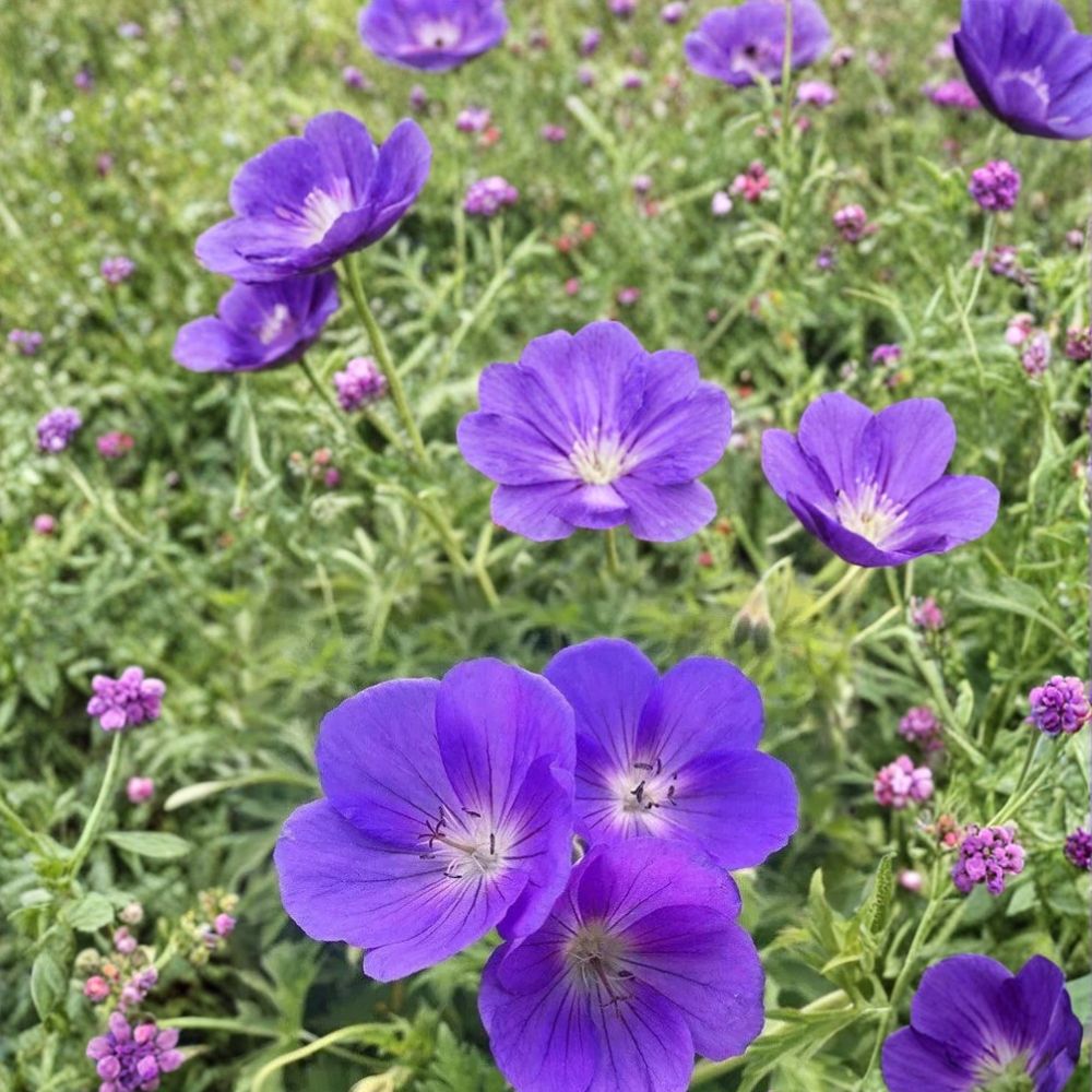 Orion Geranium Seeds – 25+ Premium Pelargonium Flower Seeds for Garden & Patio