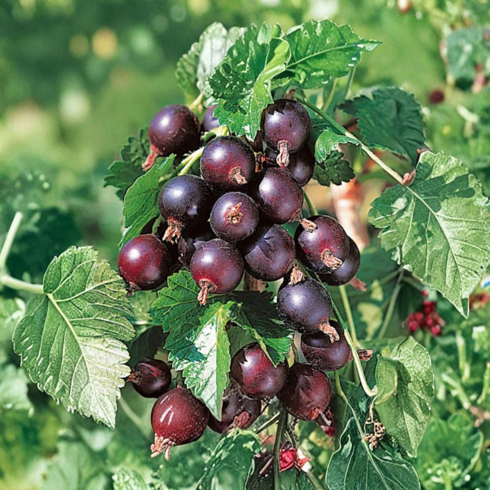 Jostaberry Plant – Thornless Gooseberry Currant Hybrid Shrub | Zones 3-8