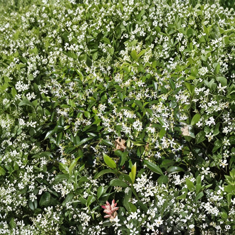 Star Jasmine Cuttings 10 Pack – Fragrant Climbing Vine Trachelospermum jasminoides for DIY Propagation