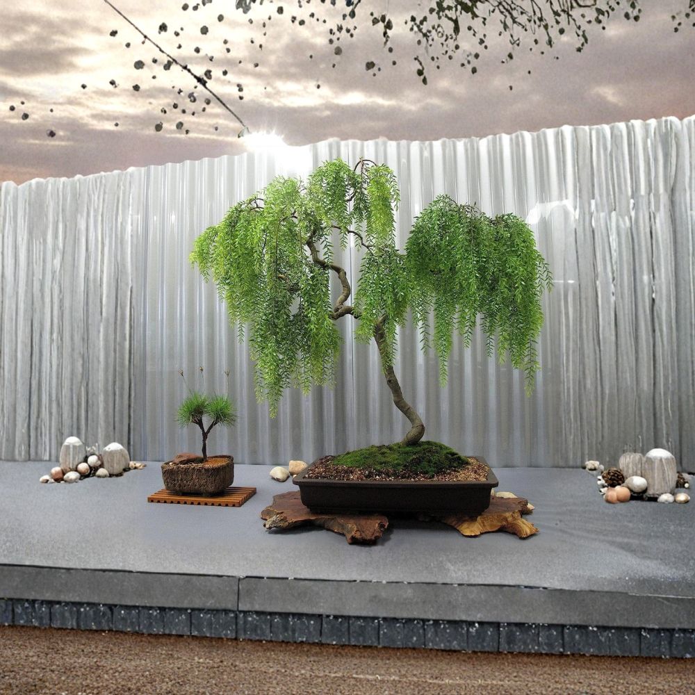 Dwarf Australian Weeping Willow Cutting - Live Bonsai Starter - Fast Growing Salix Hybrid - Bare Root for Indoor/Outdoor DIY