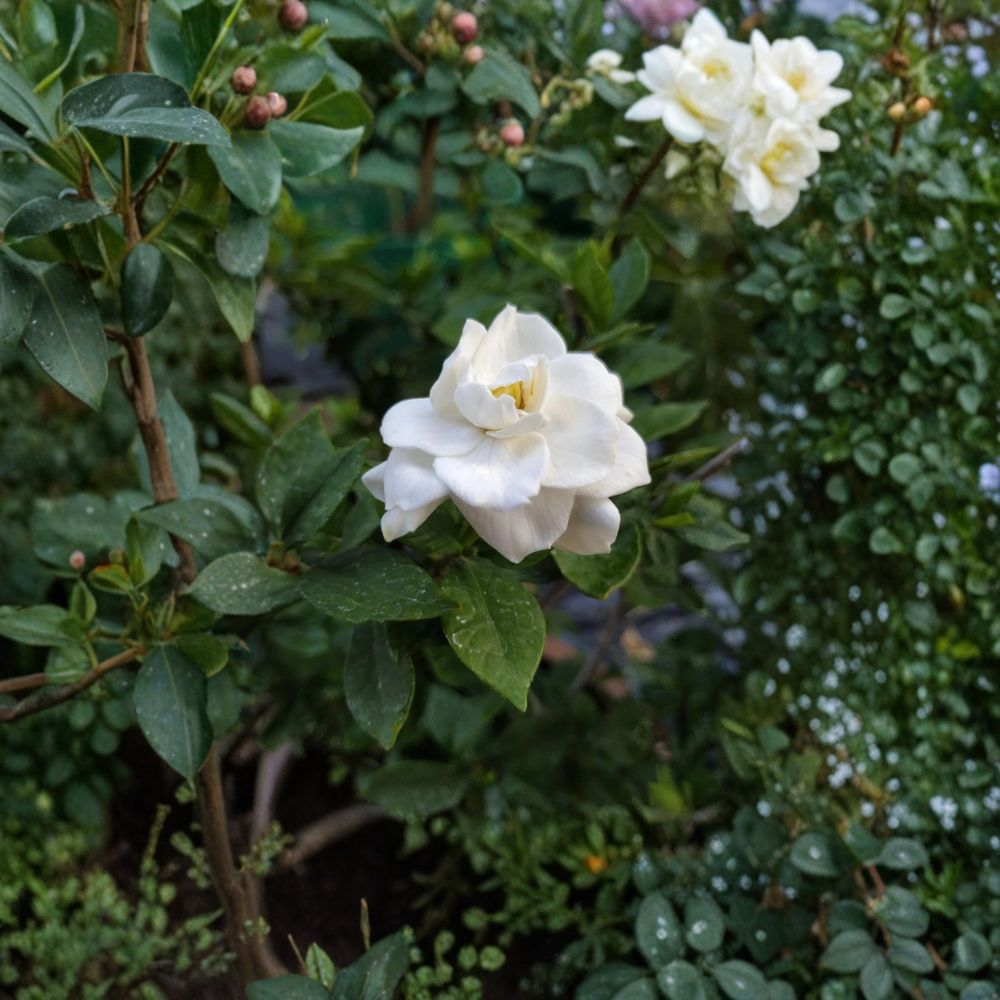 Gardenia Jasminoides Seeds – 200+ Pack | Heirloom Cape Jasmine Evergreen Shrub for Indoor & Outdoor Gardens