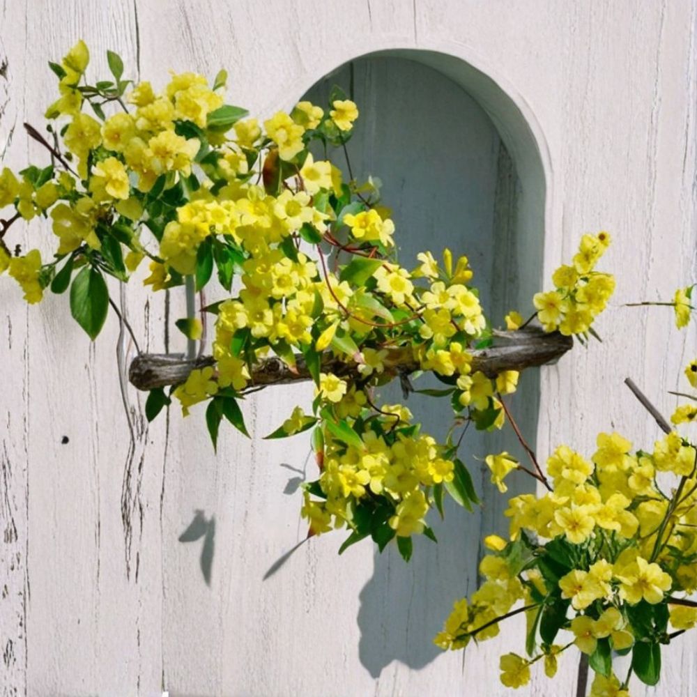 Carolina Jasmine Seeds – Gelsemium sempervirens | 10 Seeds | Fragrant Yellow Evergreen Climbing Vine