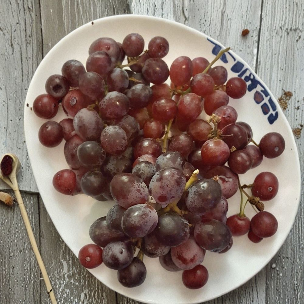 Red Globe Grape Vine – Live 3 Gallon Self-Fertile Fruit Plant for Home Gardens
