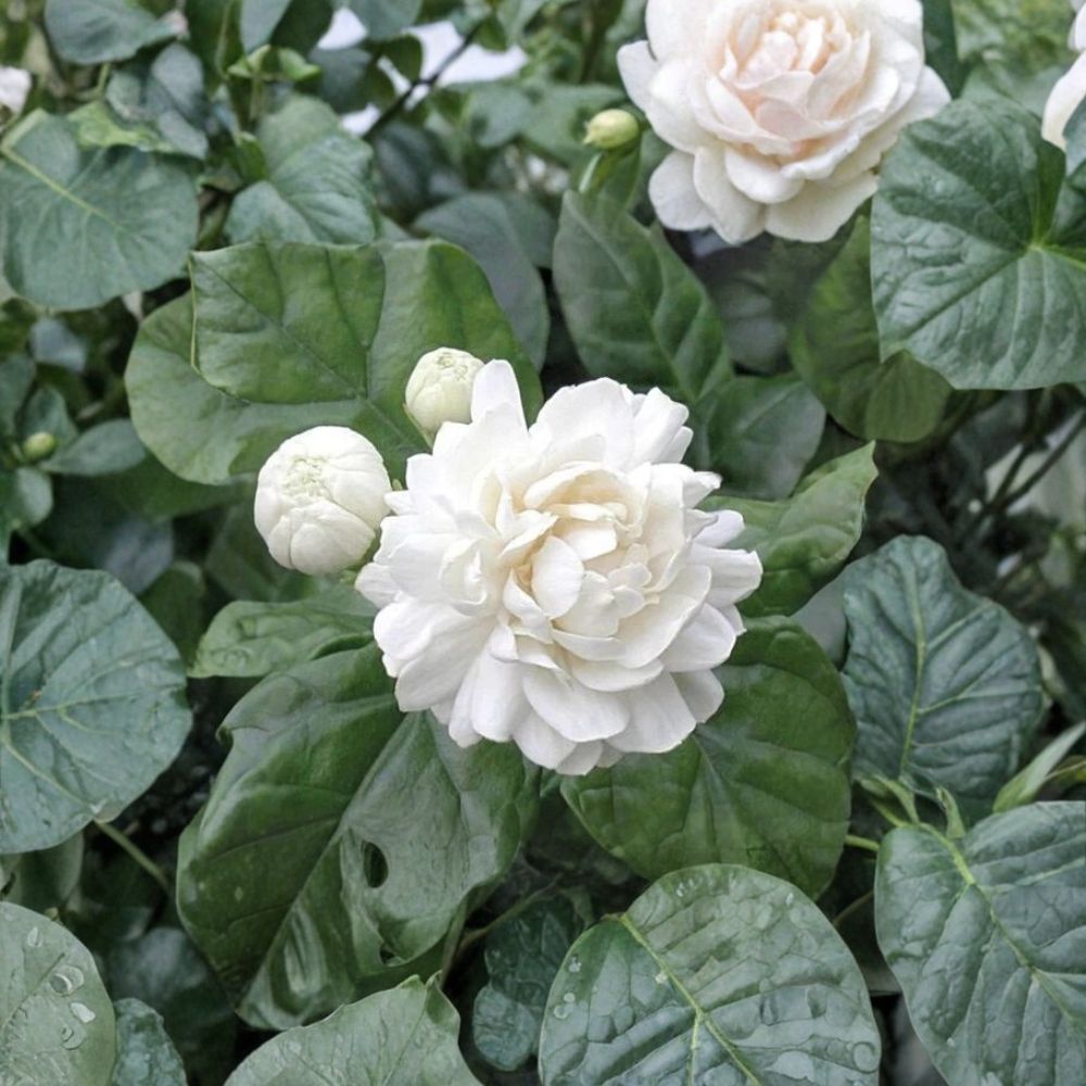 Grand Duke of Tuscany Jasmine Small Starter Plant – Fragrant Double White Blooms, Jasminum sambac