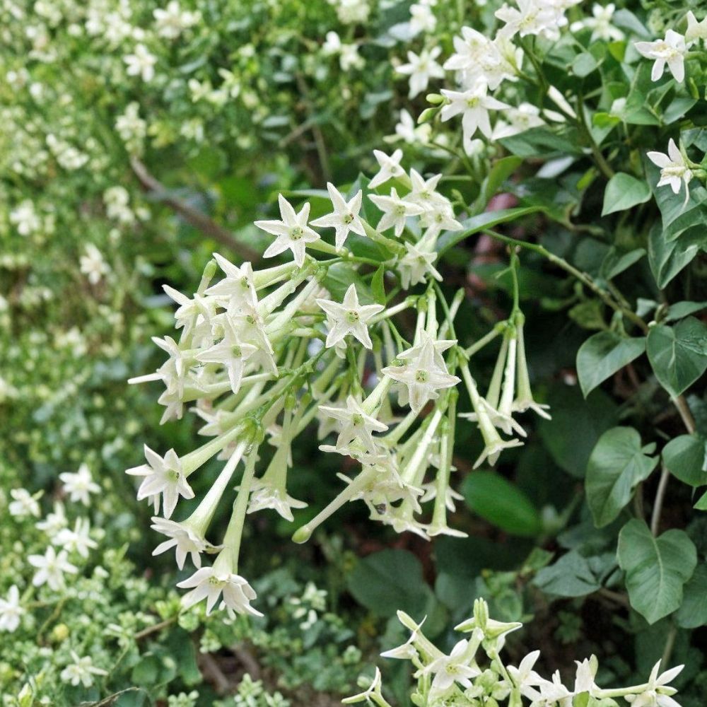 Night Blooming Jasmine Plant Set of 2 – Fragrant Cestrum nocturnum Starters, 4-6 Inch Tall, Patio & Garden Ready