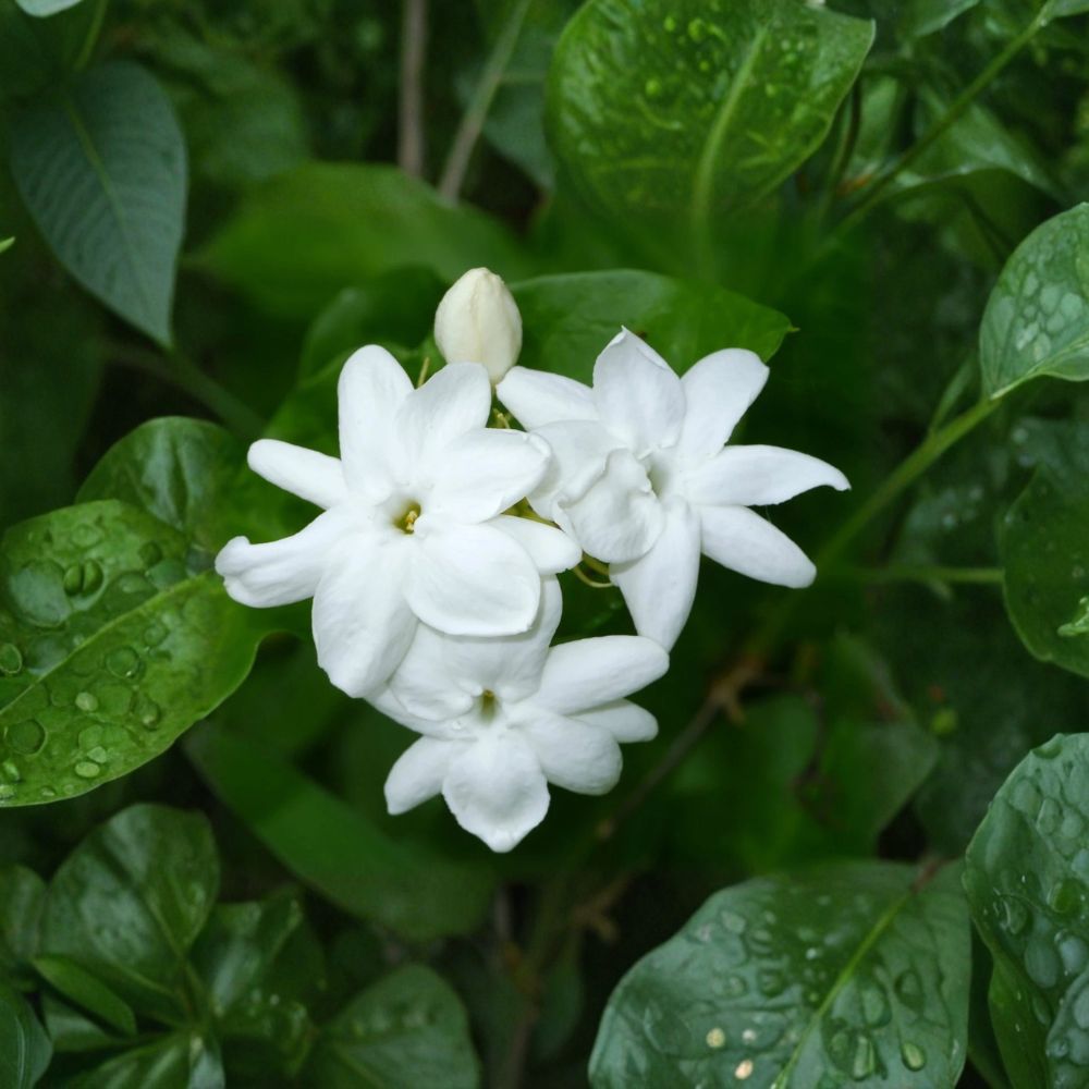 Arabian Jasmine Plant Live – Jasminum sambac 15 Inch Tall Fragrant White Flowering Vine Indoor Outdoor