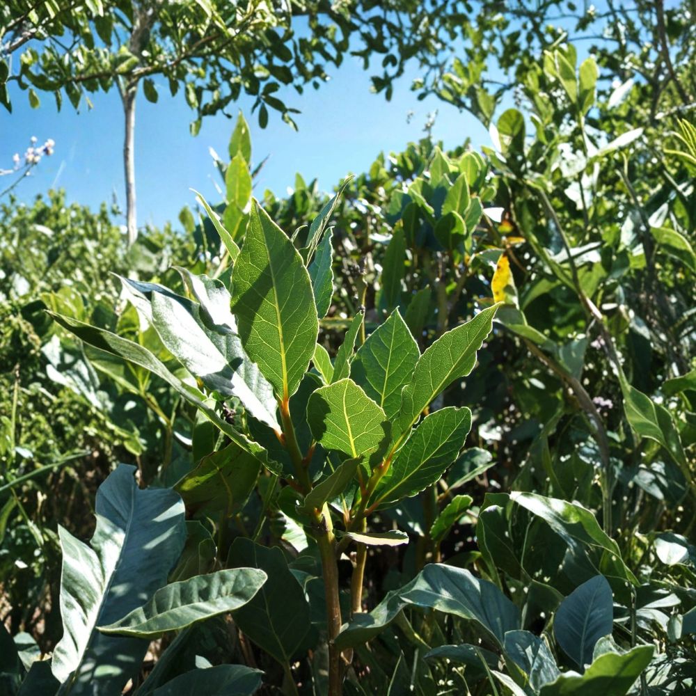 Bay Leaf Tree Live Plant | 5-7 Inch Sweet Bay Laurel | Laurus nobilis | Indoor Outdoor Evergreen Culinary Herb