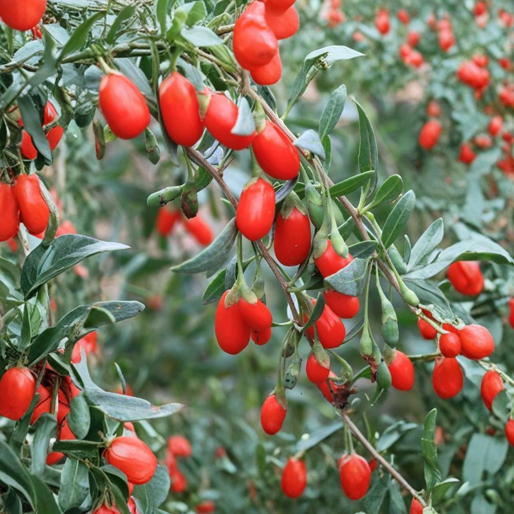 Goji Berry Plant Lycium chinense Live Wolfberry Seedling in Nursery Pot - Easy to Grow Superfood Fruit for Patio & Backyard