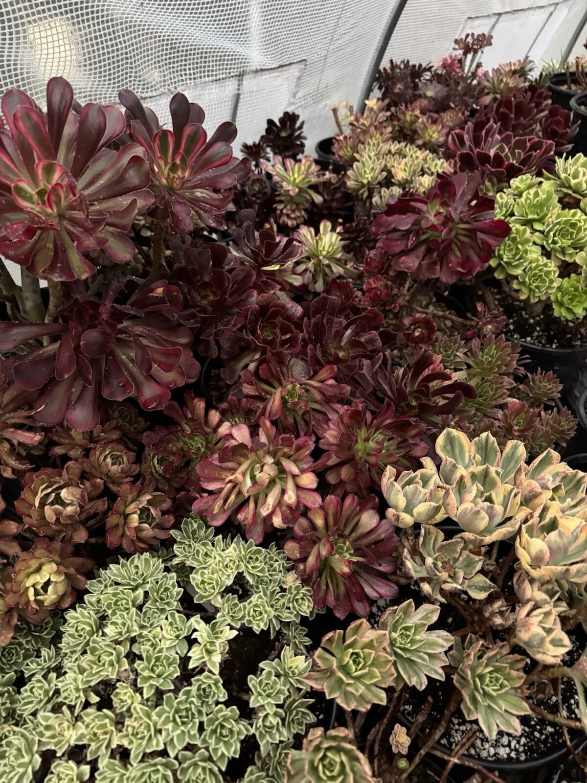Unrooted Aeonium Succulent Cuttings 3 Pack for Propagation & Container Growing - Rosette-Shaped Foliage, Easy to Root