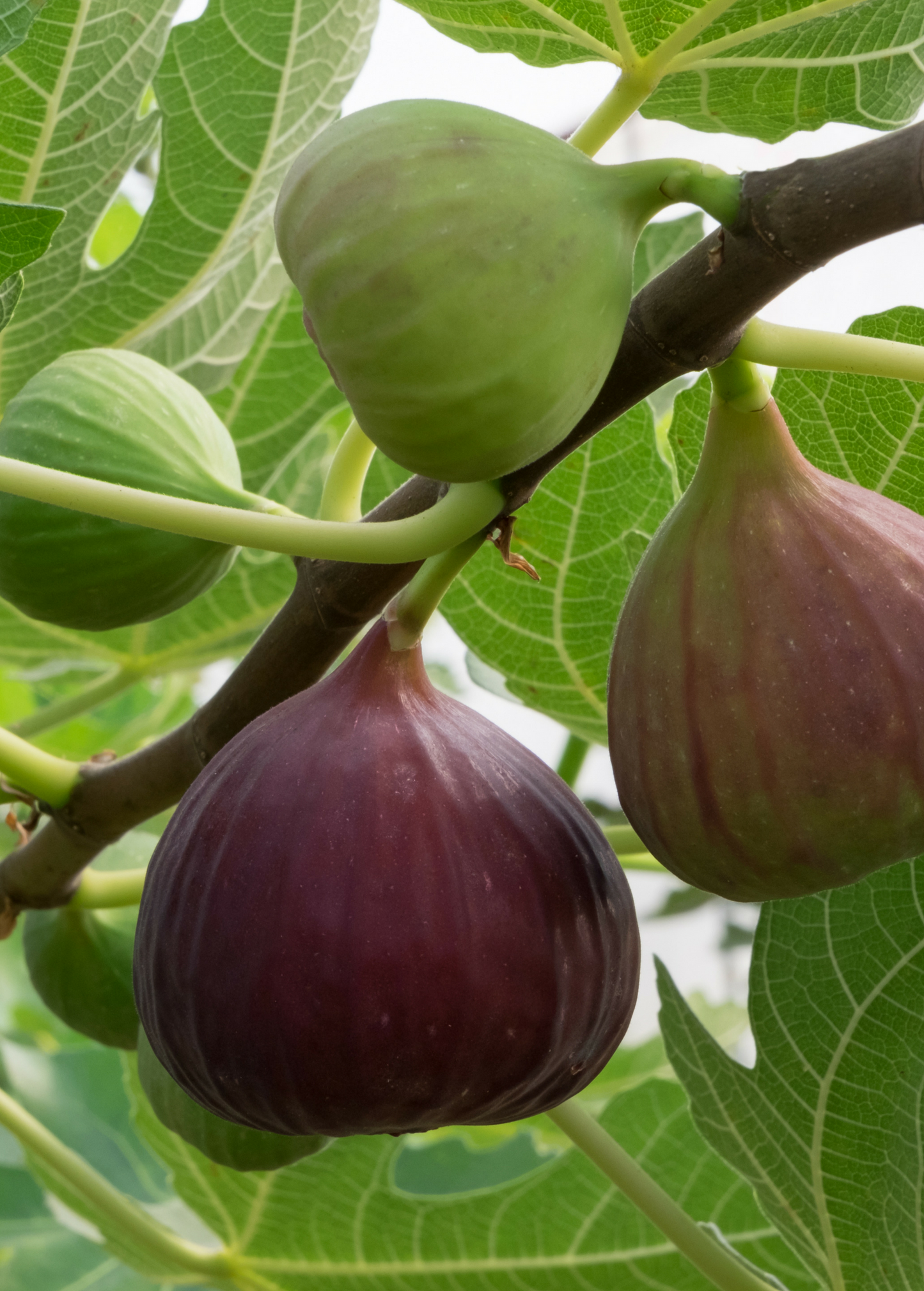 Dwarf Fig Tree Little Ruby Ficus carica Compact Container Edible Garden Plant