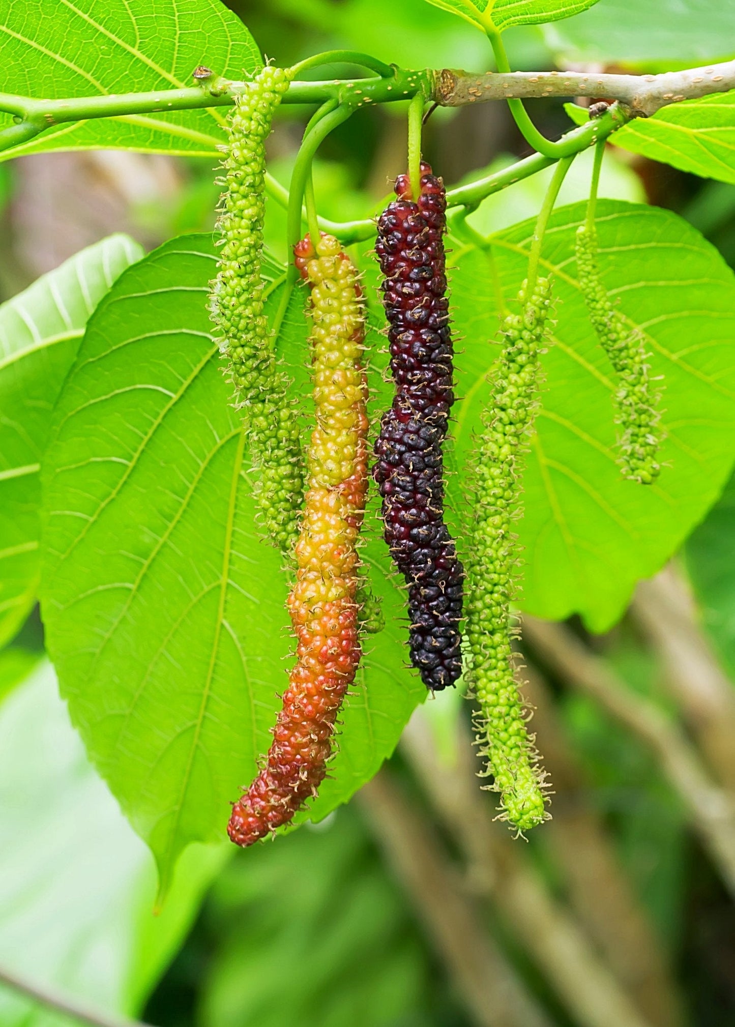 Mulberry Tree Pakistan Morus nigra Exotic Rare Large Black Fruit Fruit Tree