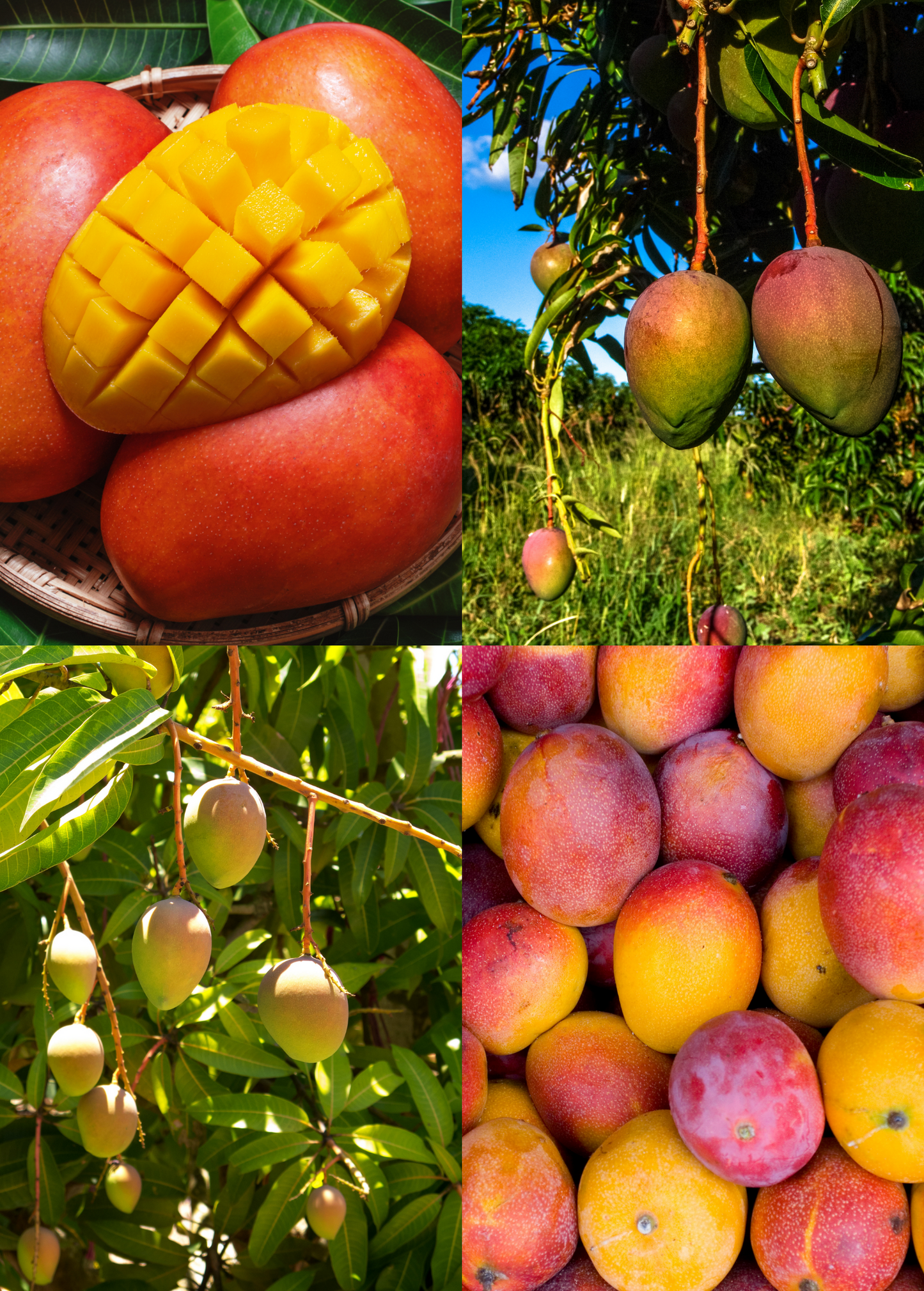Mango Tree Bundle Grafted Carries Glenn Haden Tropical Fruit Plants for Home Garden