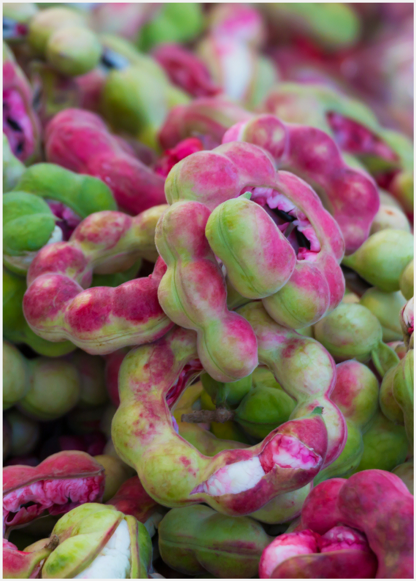 Manila Tamarind Tree Pithecellobium dulce Evergreen Leguminous Tree with Pink Bean Pods