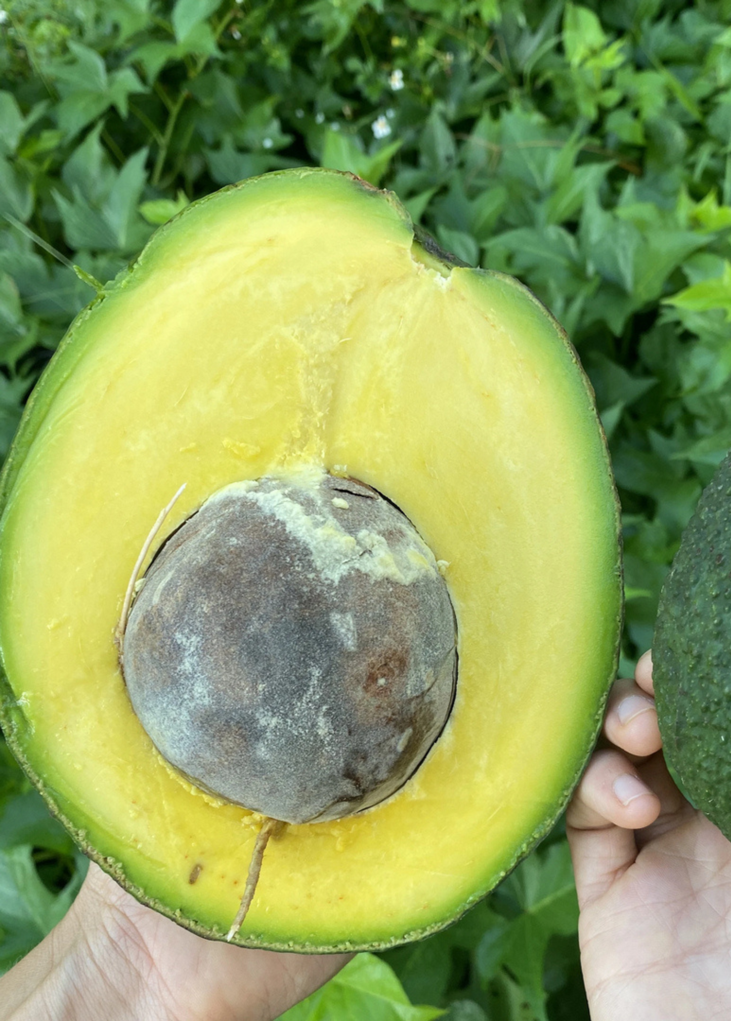 Avocado 'Marcus Pumpkin' Persa americana - Large, Unique Shape, Nutty Flavor, High Oil Content, Robust Tree