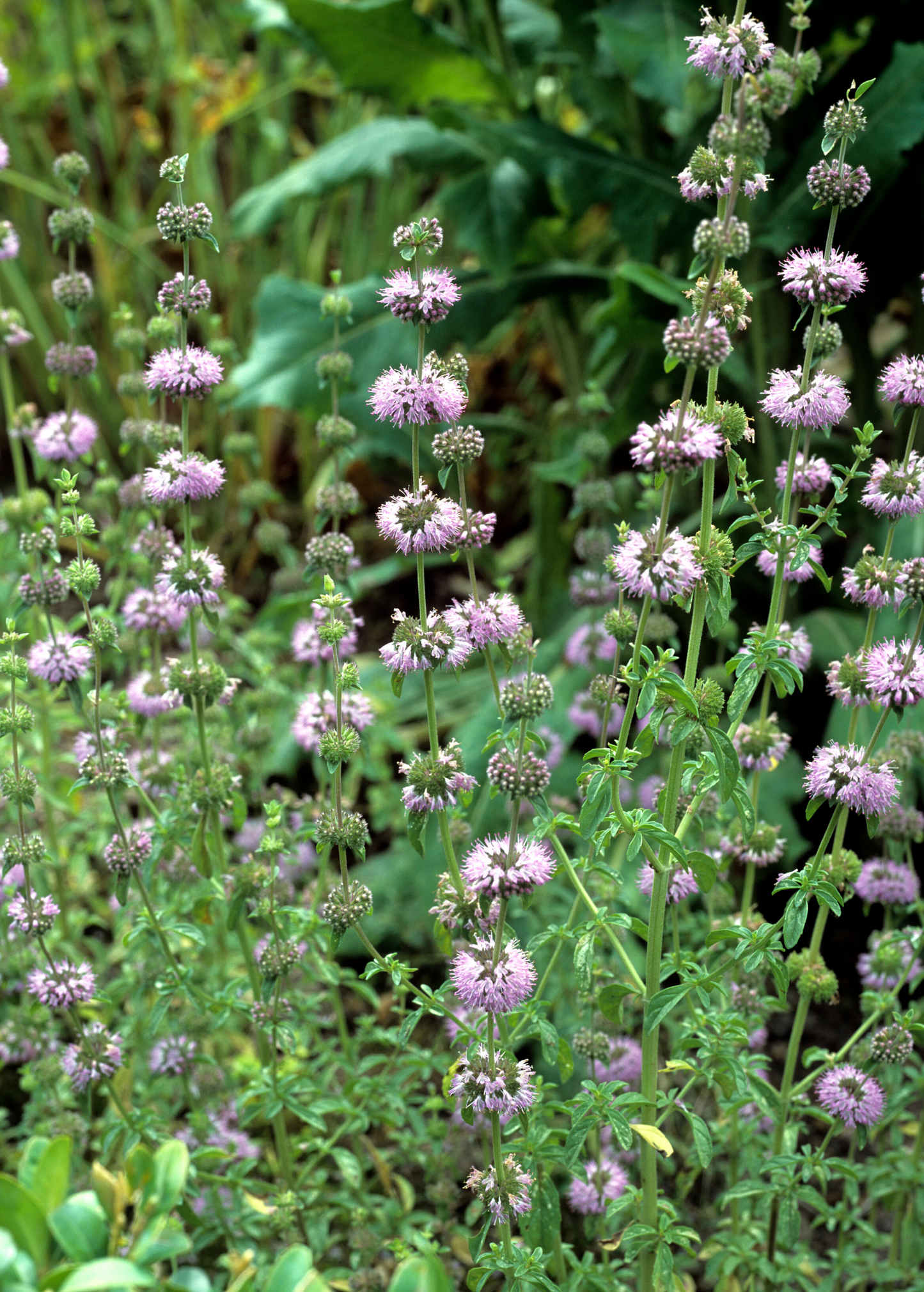 Pennyroyal Mint Groundcover - Aromatic Creeping Herb with Purple Flowers - Mentha pulegium