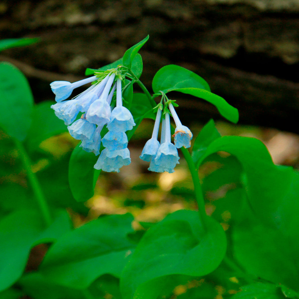 10 Virginia Bluebells Bulbs (Mertensia virginica) | Native Shade Perennial Wildflower for Early Spring Bloom