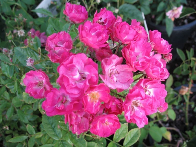 Pink Madame Norbert Levavasseur Rose Cuttings β Floribunda Pink Heirloom Graftable Unrooted Clippings