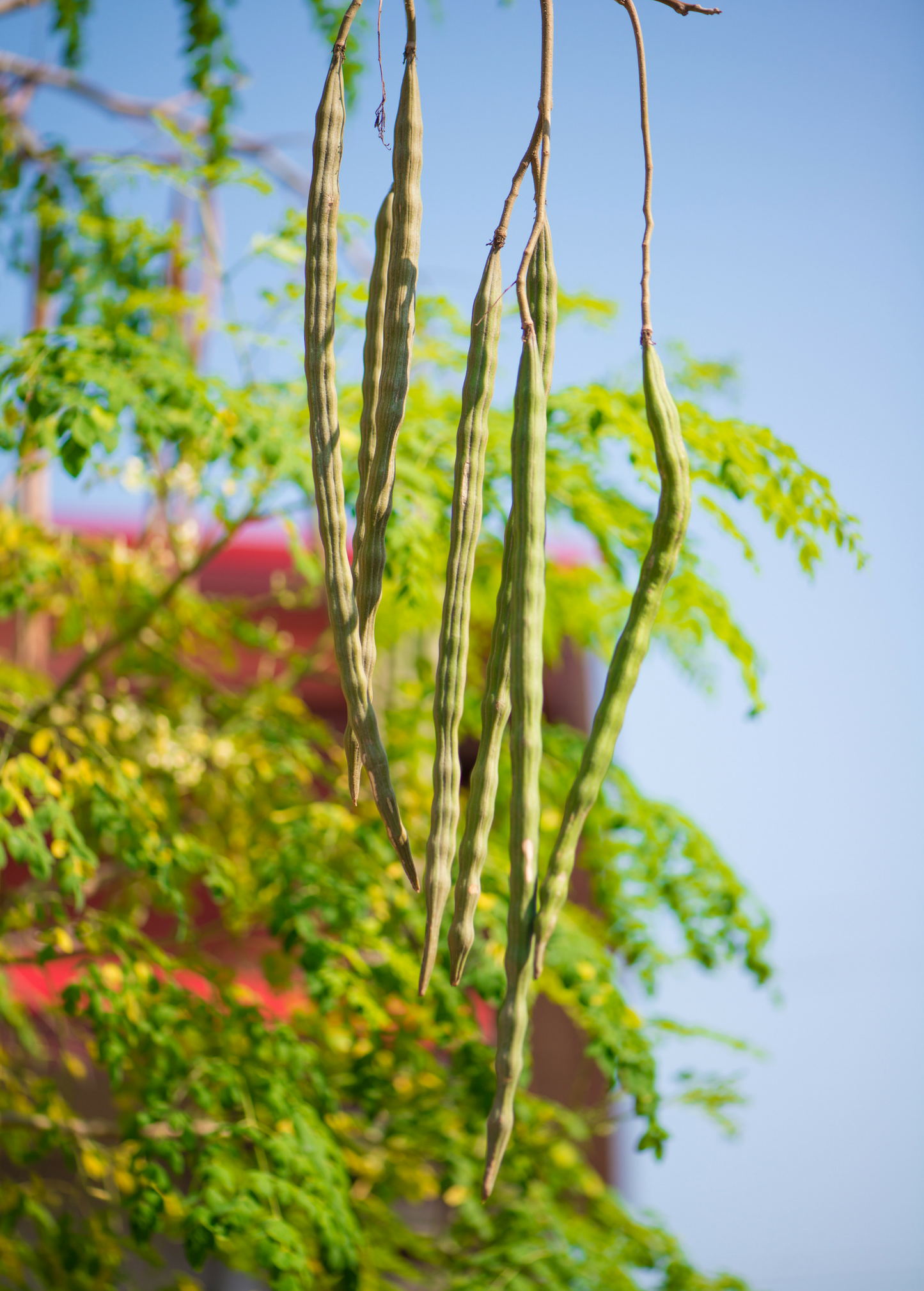 Moringa Oleifera Live Plant – Nutrient-Dense Superfood Leaf Tree for Gardening and Herbal Use