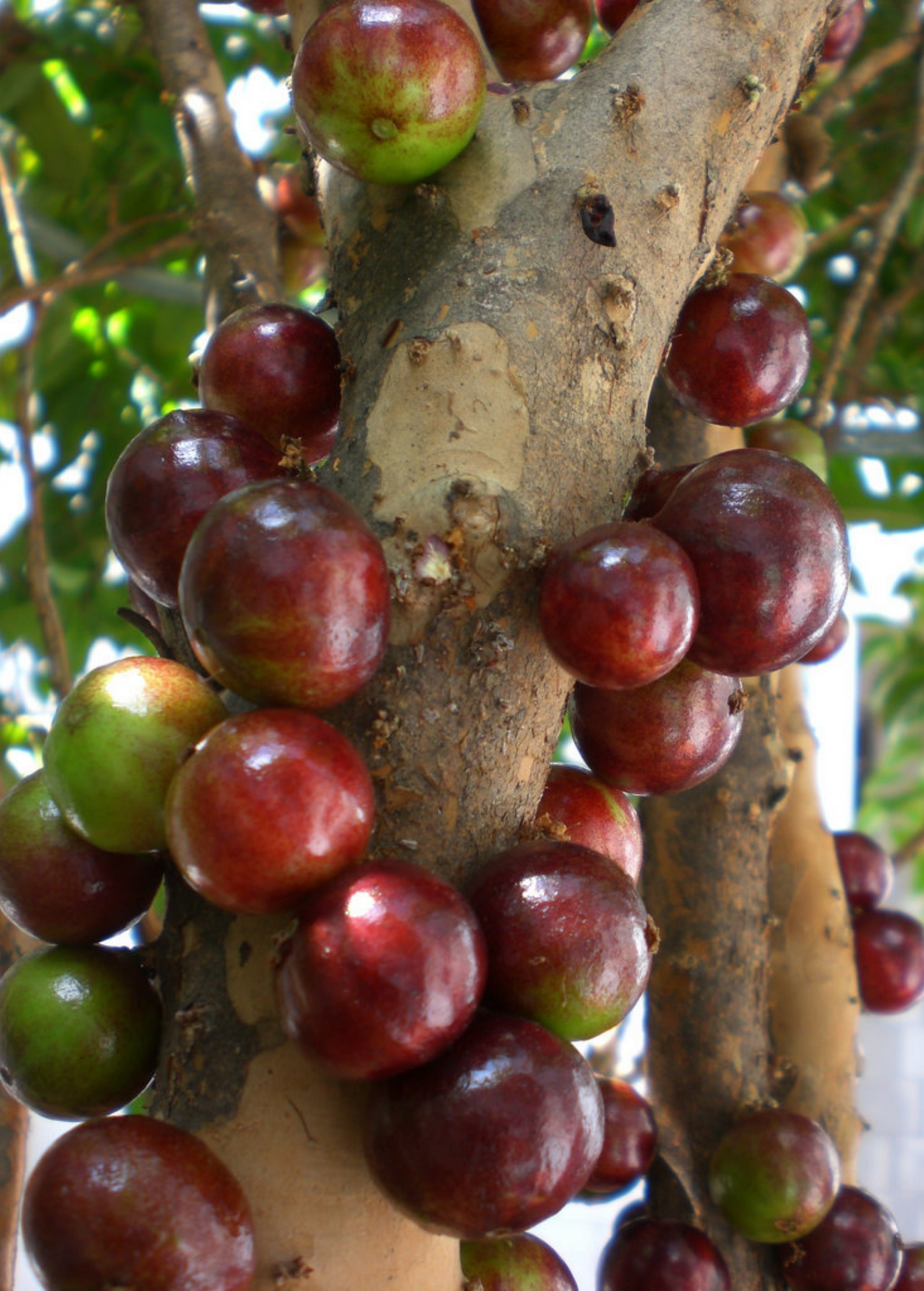 Red Jaboticaba Tree, Small Fruit Tree, Myrciaria cauliflora x aureana, Tropical Fruit Plant