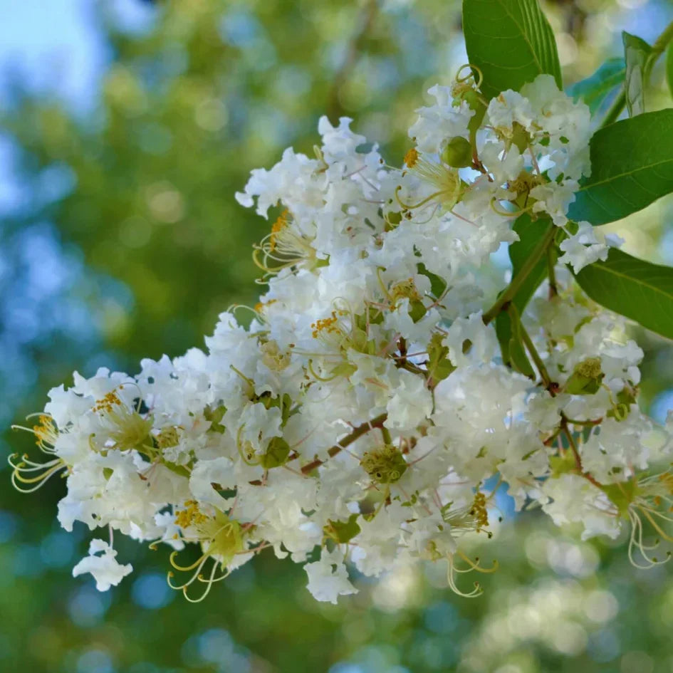 5 White Crape Myrtle Cuttings | Rare Organic Non-GMO Lagerstroemia indica | Fresh Unrooted Starts