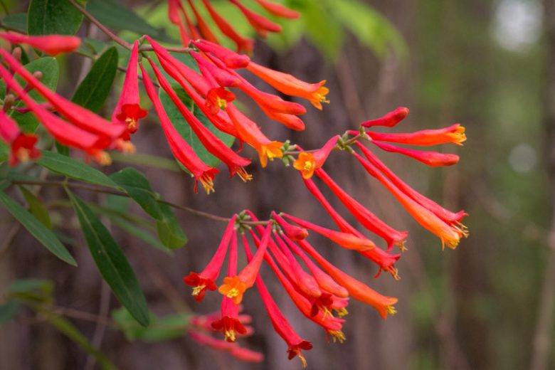 Lonicera sempervirens 'Honey Coral' Native Coral Honeysuckle Vine | 1 Live Starter Plant | Hummingbird & Pollinator Magnet