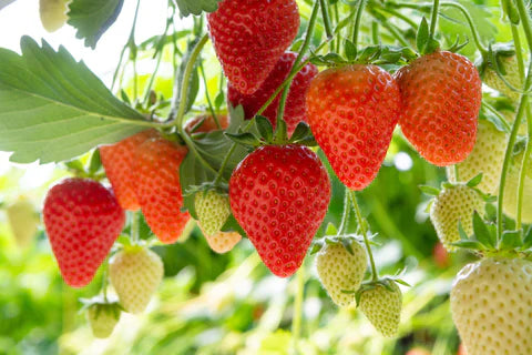 Ozark Beauty Strawberry Plants Bare Root β Everbearing, Sweet Juicy Berries, Hardy, High-Yielding, Garden, Container, Runners