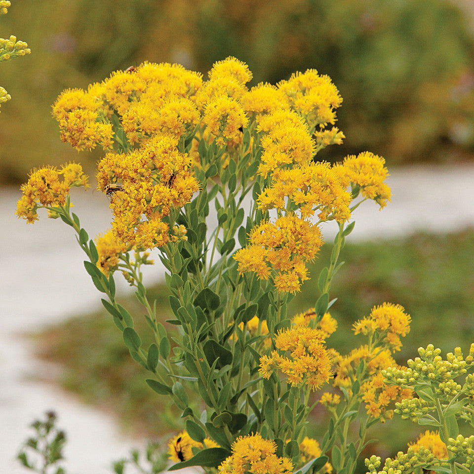 Oligoneuron Rigidum Seeds β Stiff Goldenrod Native Perennial Wildflower for Pollinator Gardens, Prairies & Meadows