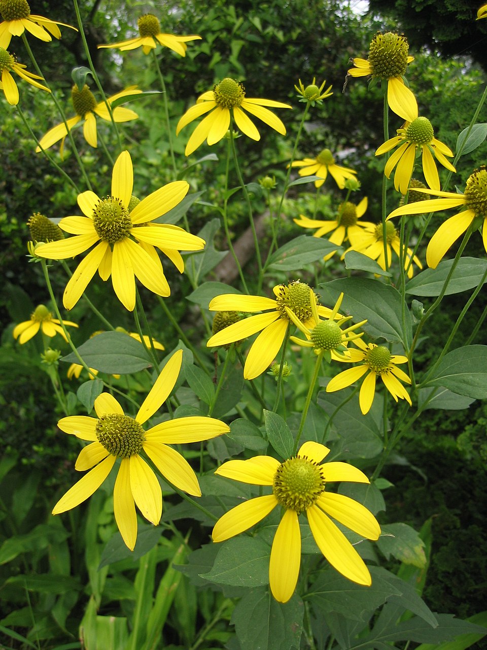 Rudbeckia laciniata ampla Seeds β Cutleaf Coneflower, Tall Native Wildflower, Pollinator-Friendly Garden Plant, 50 Seeds