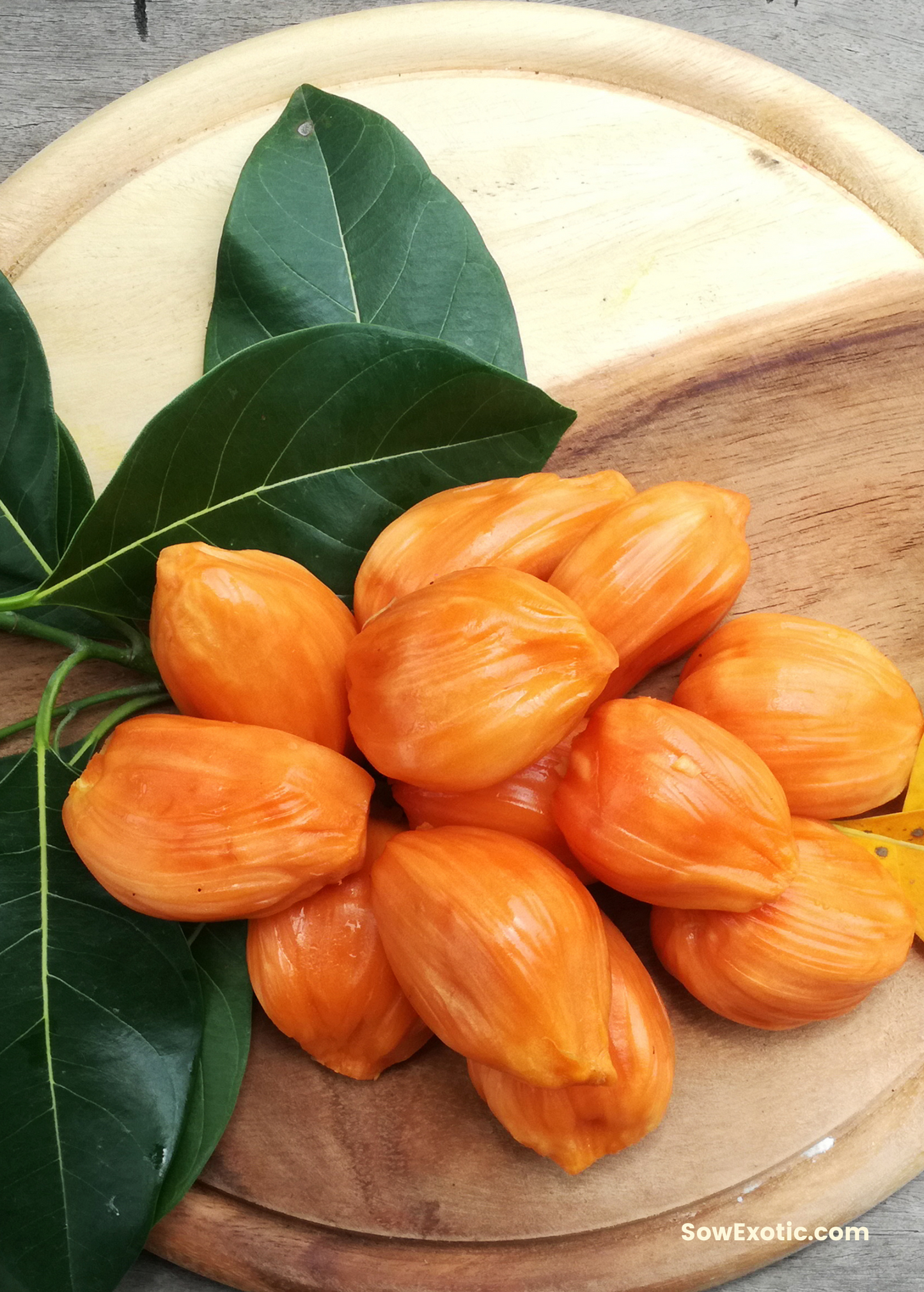 Jackfruit Orange Crush Fruit Tree | Tropical, Sweet, Edible Giant Fruit | Artocarpus heterophyllus