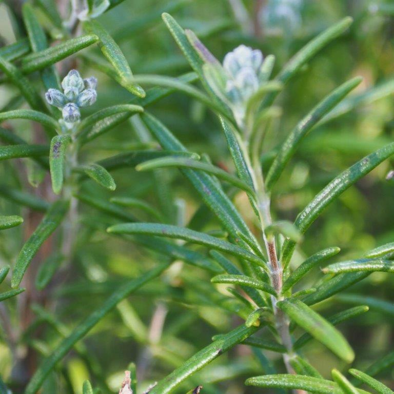 Organic Rosemary Cuttings 10" | Live Herb Plant Starter | Salvia rosmarinus | Culinary, Medicinal, Aromatic, Easy to Grow