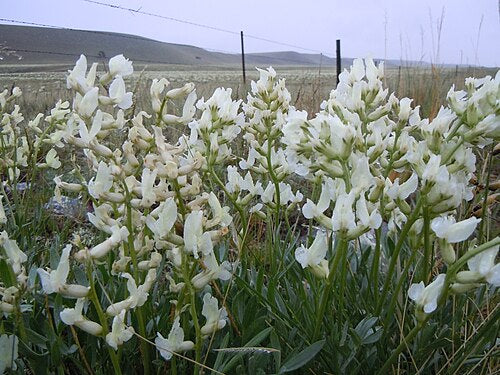 Oxytropis sericea Seeds β Silky Locoweed Native Perennial Legume Drought-Tolerant Wildflower (25 Seeds)