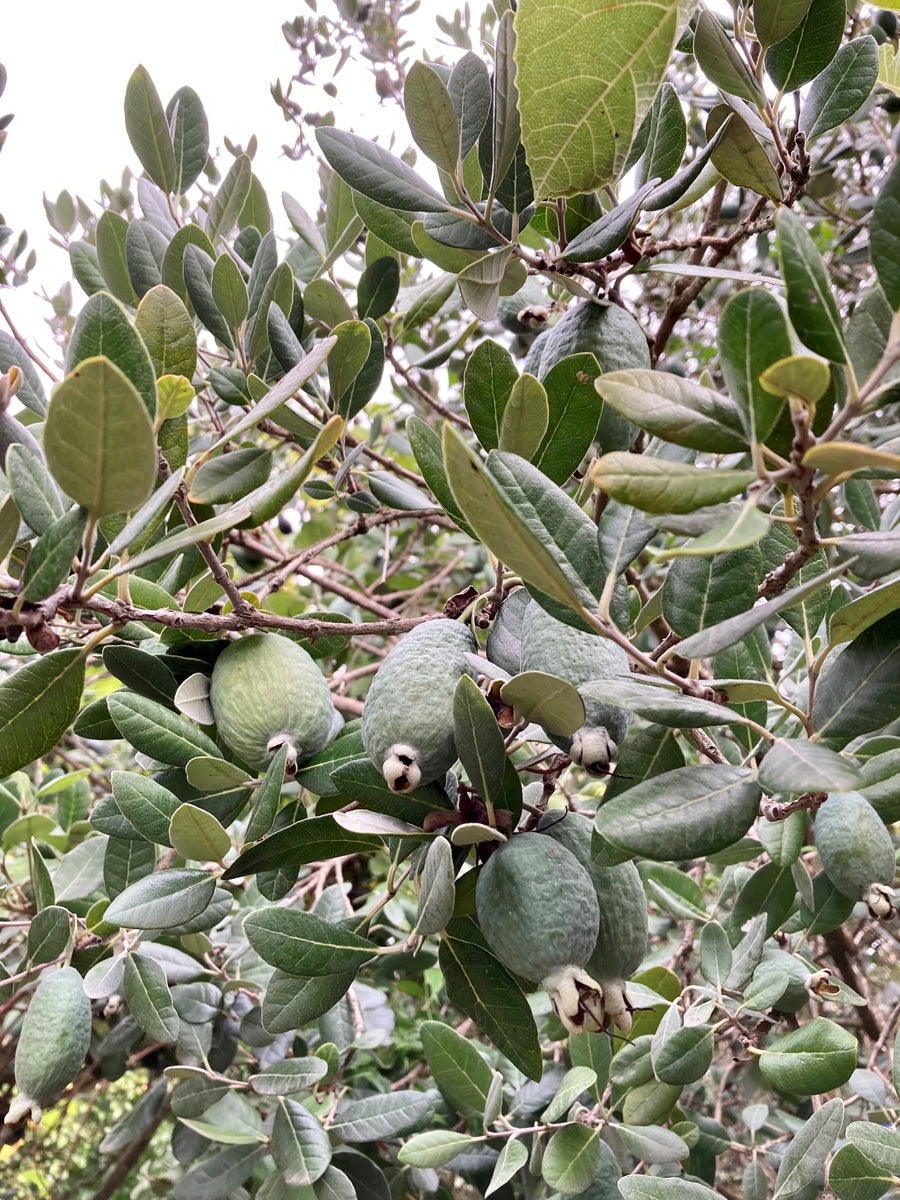 Pineapple Guava Cuttings – 4 Unrooted Live Stems for Propagation, Feijoa sellowiana, Edible Fruit & Ornamental Plant