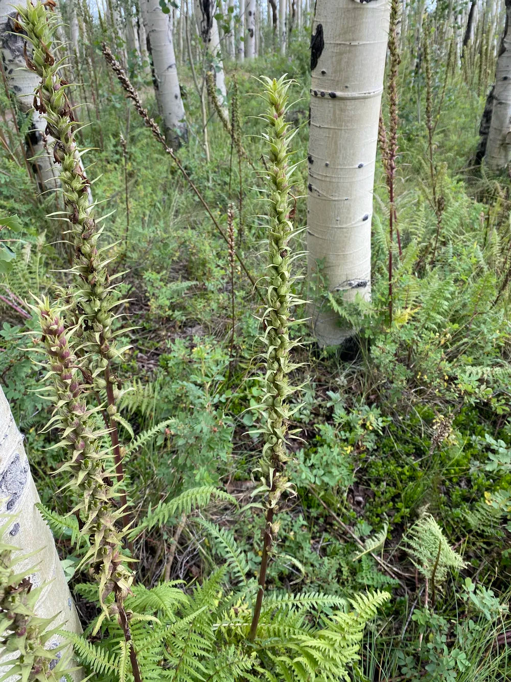 Pedicularis procera Seeds โ Giant Lousewort Wildflower, Alpine Nitrogen-Fixing Plant, Pollinator Attractant, 100 Seeds