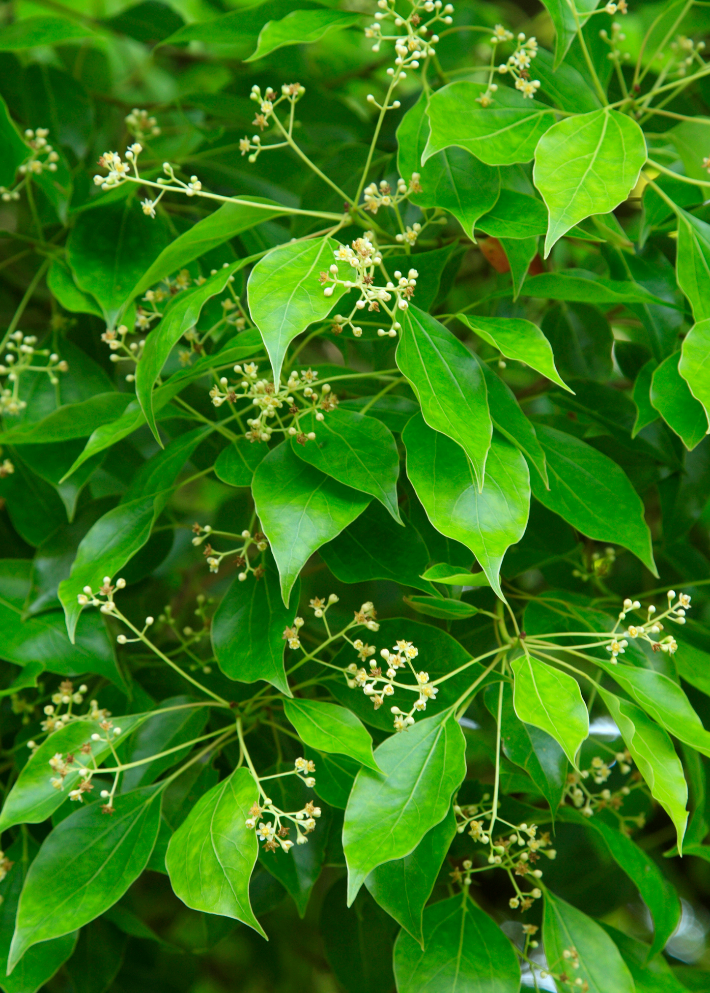 Camphor Tree Plant | Fragrant Evergreen Cinnamomum camphora | Medicinal & Aromatic Tree