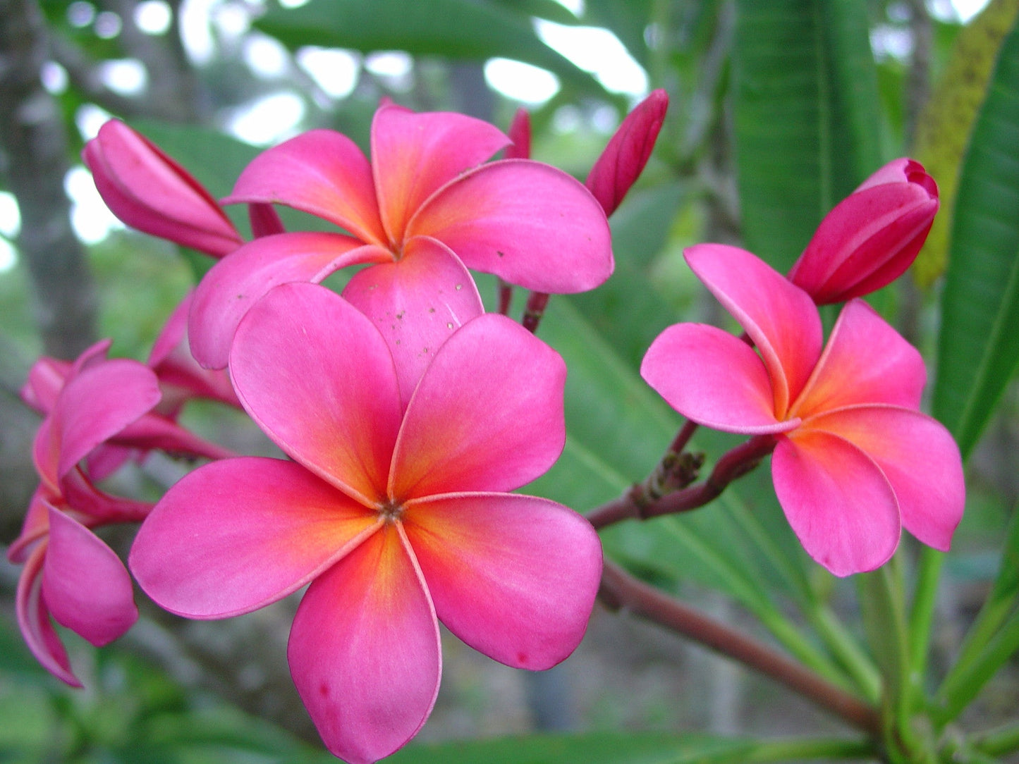 Pink Plumeria Cutting | 10" Double Head Unrooted Starter | Fragrant Tropical Flower Tree | Plumeria rubra